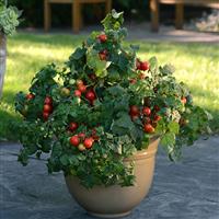 Little Bing Tomato Container