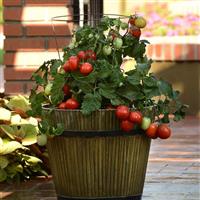 Little Napoli Tomato Container