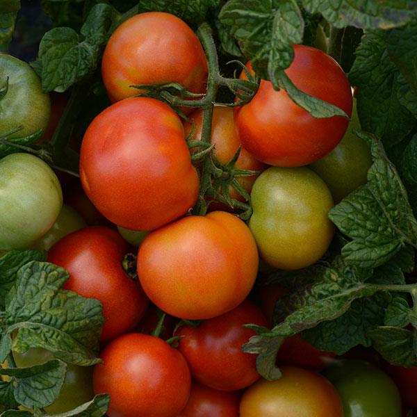 Tomato Little Sicily Basket