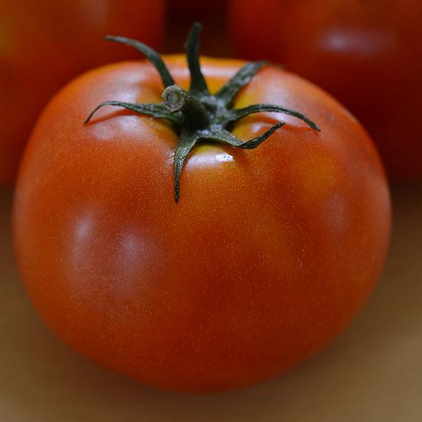 Tomato Little Sicily Bloom