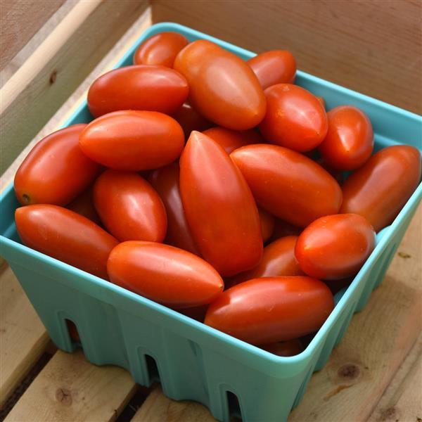 Tomato Marzito Container