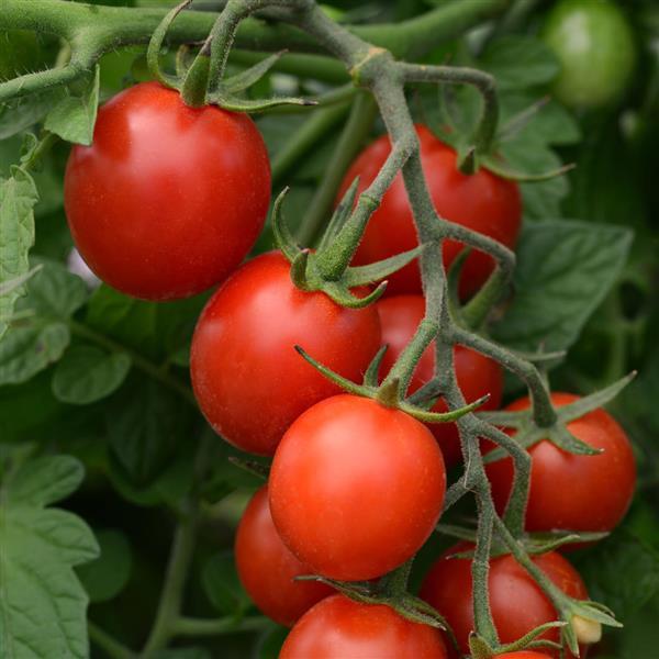 Tomato Tidy Treats Bloom