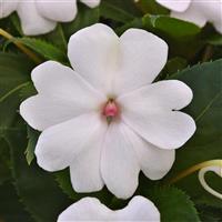 Solarscape® White Pearl Interspecific Impatiens Bloom