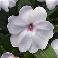 Solarscape® White Shimmer Interspecific Impatiens Bloom