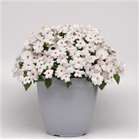 Solarscape® White Shimmer Interspecific Impatiens Container
