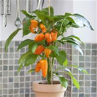 Fresh Bites Orange Edible Potted Pepper Container