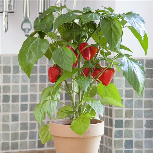 Edible Potted Pepper Fresh Bites Red Container