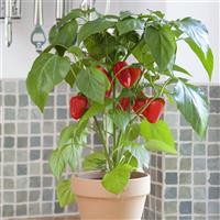 Fresh Bites Red Edible Potted Pepper Container