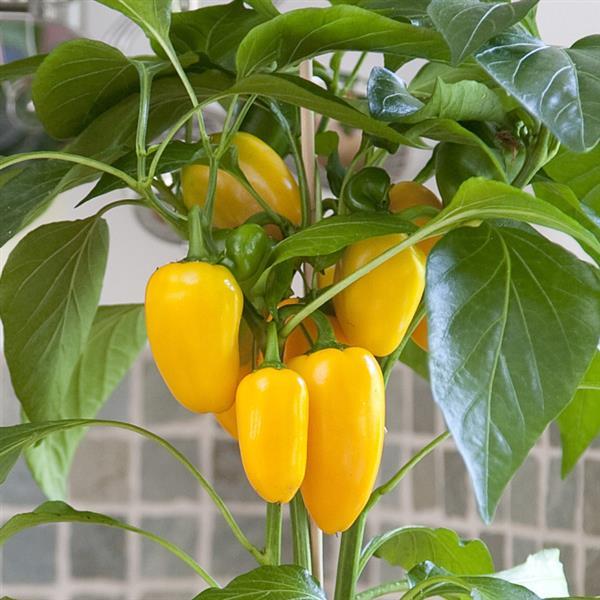Edible Potted Pepper Fresh Bites Yellow Bloom