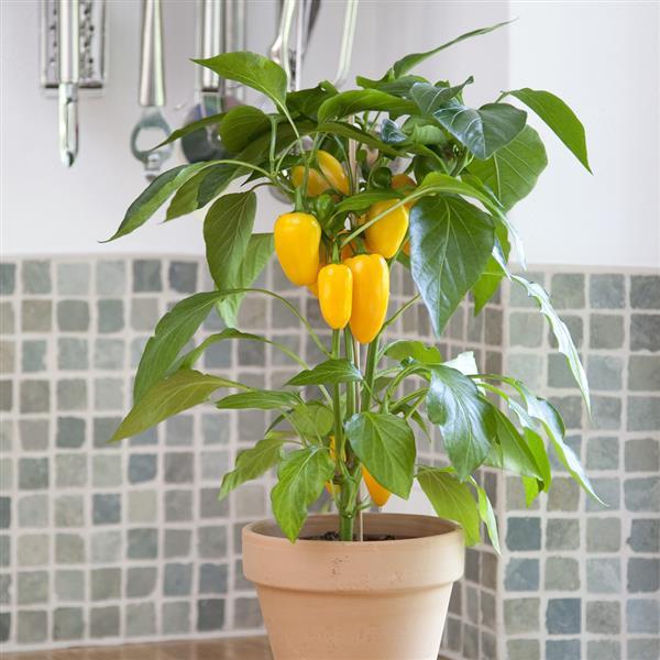 Edible Potted Pepper Fresh Bites Yellow Container