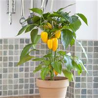 Fresh Bites Yellow Edible Potted Pepper Container