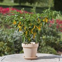 Hot Lemon Zest Edible Potted Pepper Container