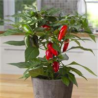 Tamale Edible Potted Pepper Container