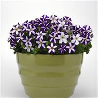 Madness® Blue Star Petunia Container