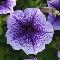Madness® Blue Vein Petunia Bloom