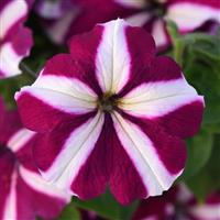 Madness® Burgundy Star Petunia Bloom