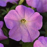 Madness® Lilac Petunia Bloom