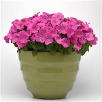 Madness® Pink Petunia Container