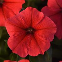 Madness® Red Petunia Bloom