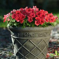 Madness® Red Petunia Container