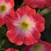 Madness® Red Morn Petunia Bloom