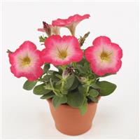 Madness® Red Morn Petunia Container
