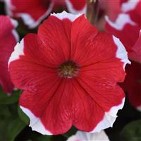 Madness® Red Picotee Petunia Bloom