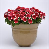 Madness® Red Picotee Petunia Container
