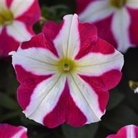 Madness® Rose Star Petunia Bloom