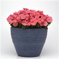 Madness® Simply Petunia Container