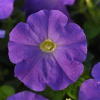 Madness® Sky Blue Petunia Bloom