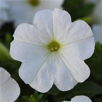 Madness® White Petunia Bloom