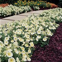 Madness® Yellow Petunia Commercial Landscape 1