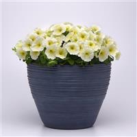 Madness® Yellow Petunia Container
