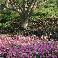 Madness® Rose Morn Petunia Landscape