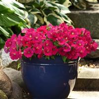 Madness® Deep Rose Petunia Container