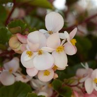 Hula™ Blush Spreading Begonia Bloom