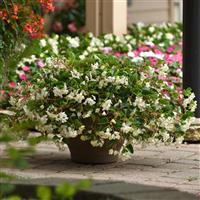 Hula™ Blush Spreading Begonia Container