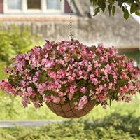 Hula™ Pink Spreading Begonia Basket