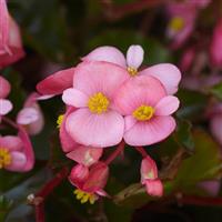Hula™ Pink Spreading Begonia Bloom