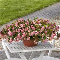 Hula™ Pink Spreading Begonia Container