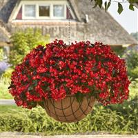 Hula™ Red Spreading Begonia Basket