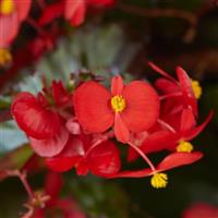 Hula™ Red Spreading Begonia Bloom