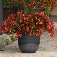 Hula™ Red Spreading Begonia Container