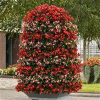 Hula™ Red Spreading Begonia Displays