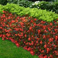 Hula™ Red Spreading Begonia Landscape