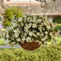 Hula™ White Spreading Begonia Basket