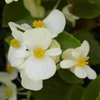 Hula™ White Spreading Begonia Bloom