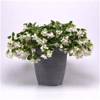 Hula™ White Spreading Begonia Container