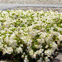 Hula™ White Spreading Begonia Landscape